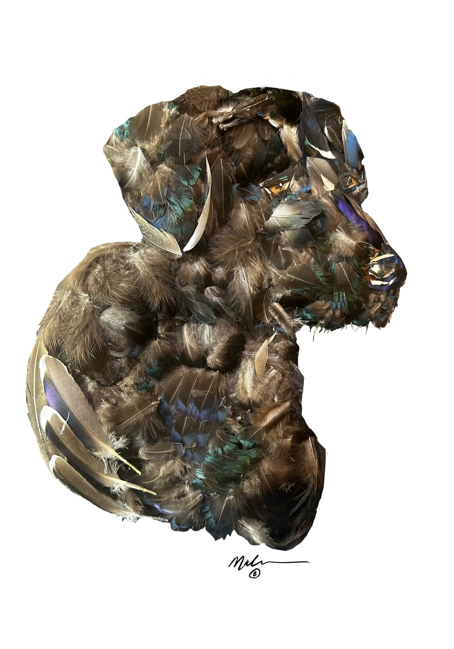Labrador in Feathers