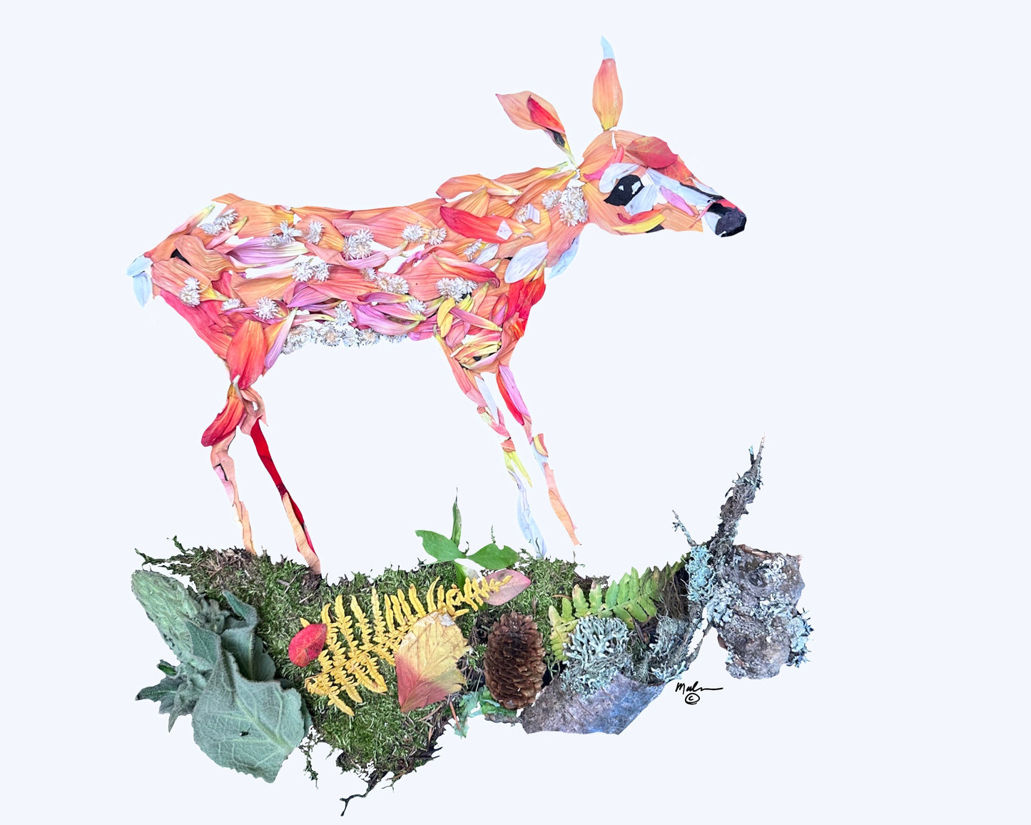 Fawn