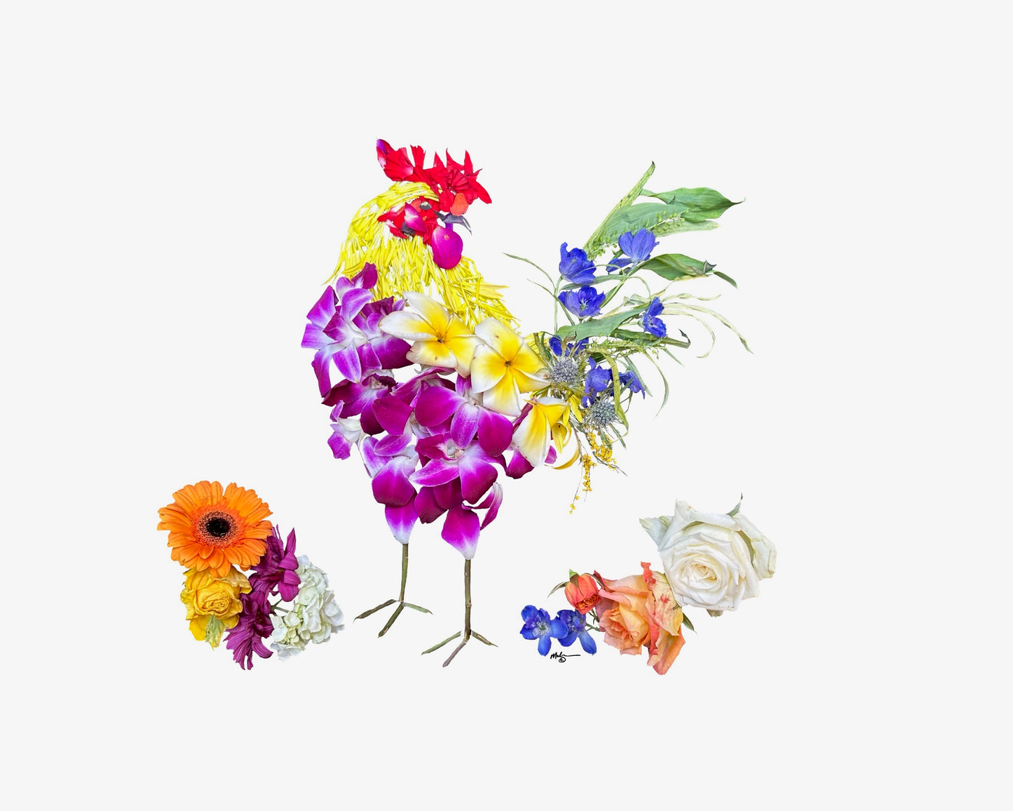 Hawaiian Rooster