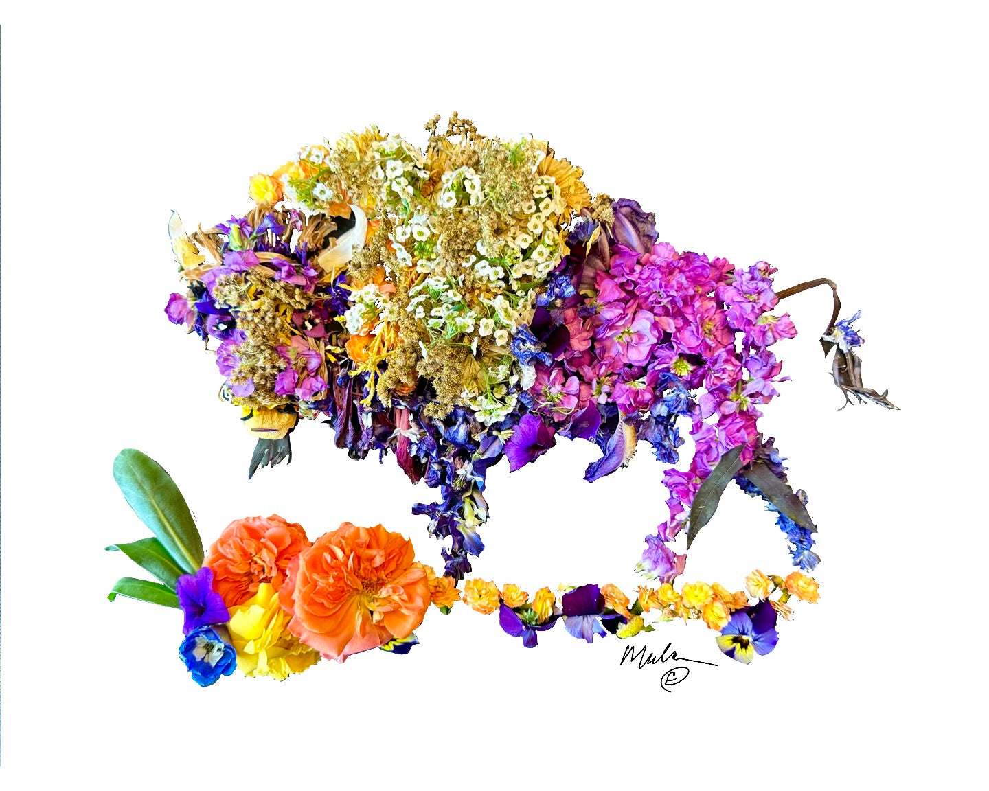 Spring Buffalo