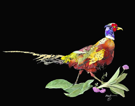 Ring Neck Pheasant