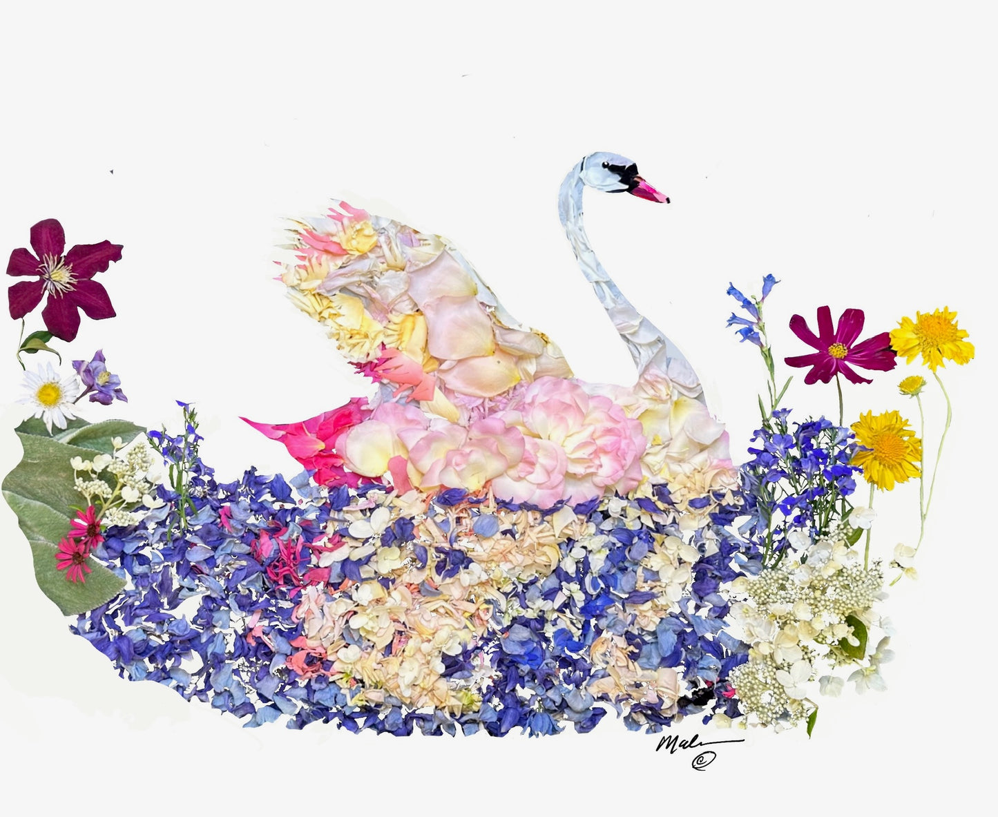 The Mirror of a Swan