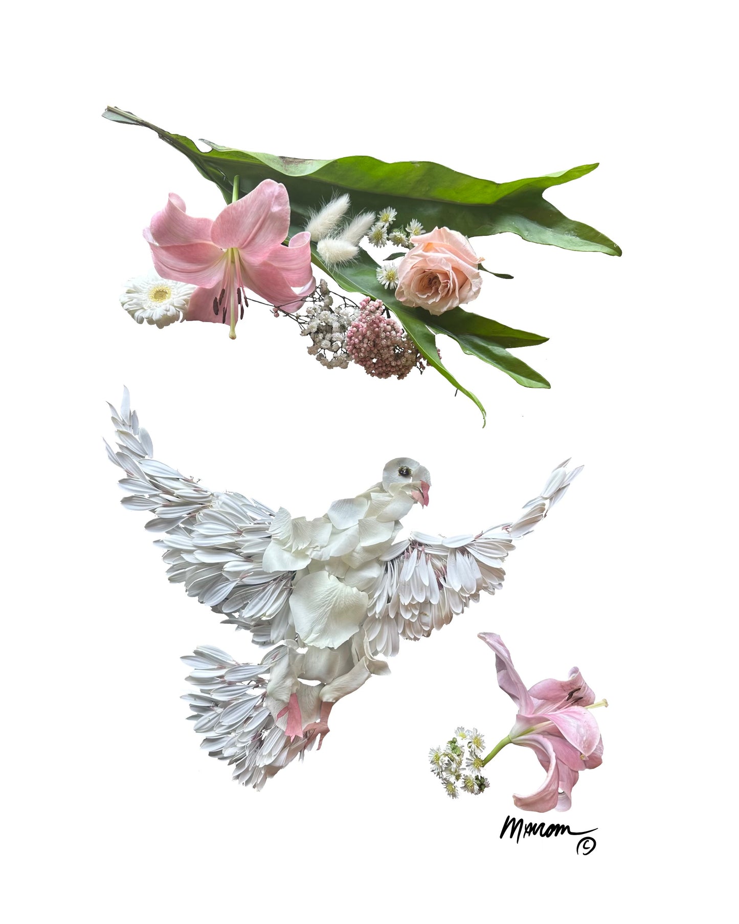 White Dove