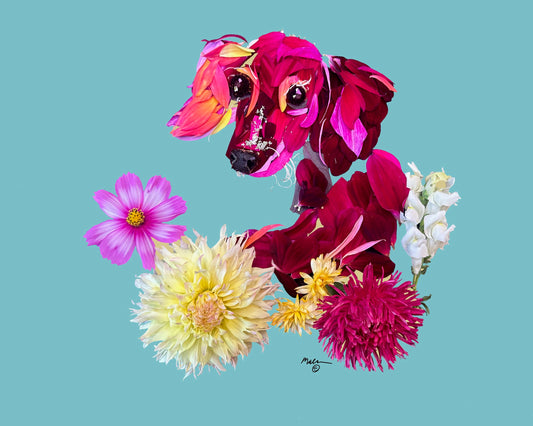 Little Red Dachshund