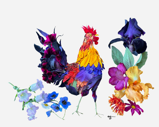 Colorful Rooster