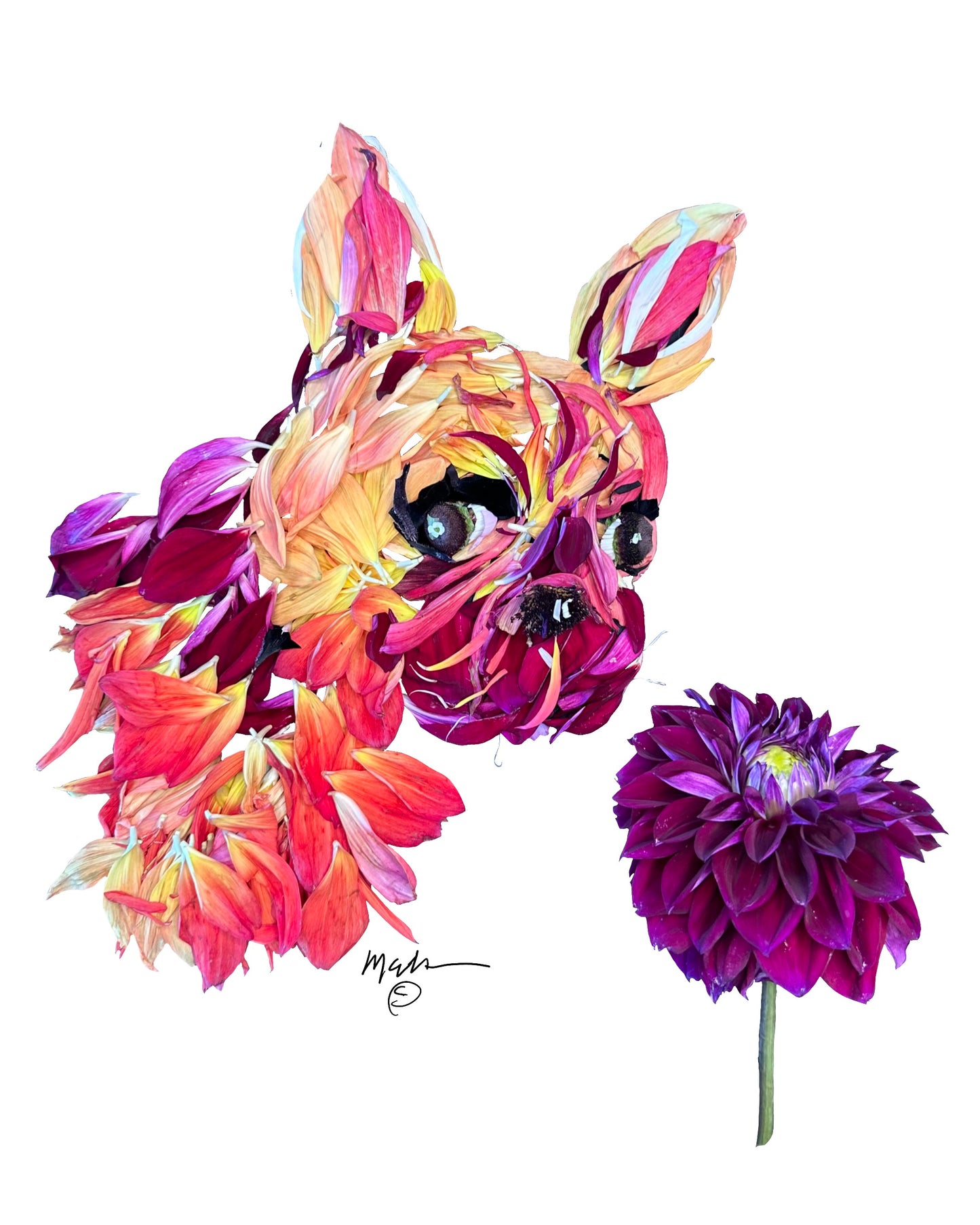 Frenchie