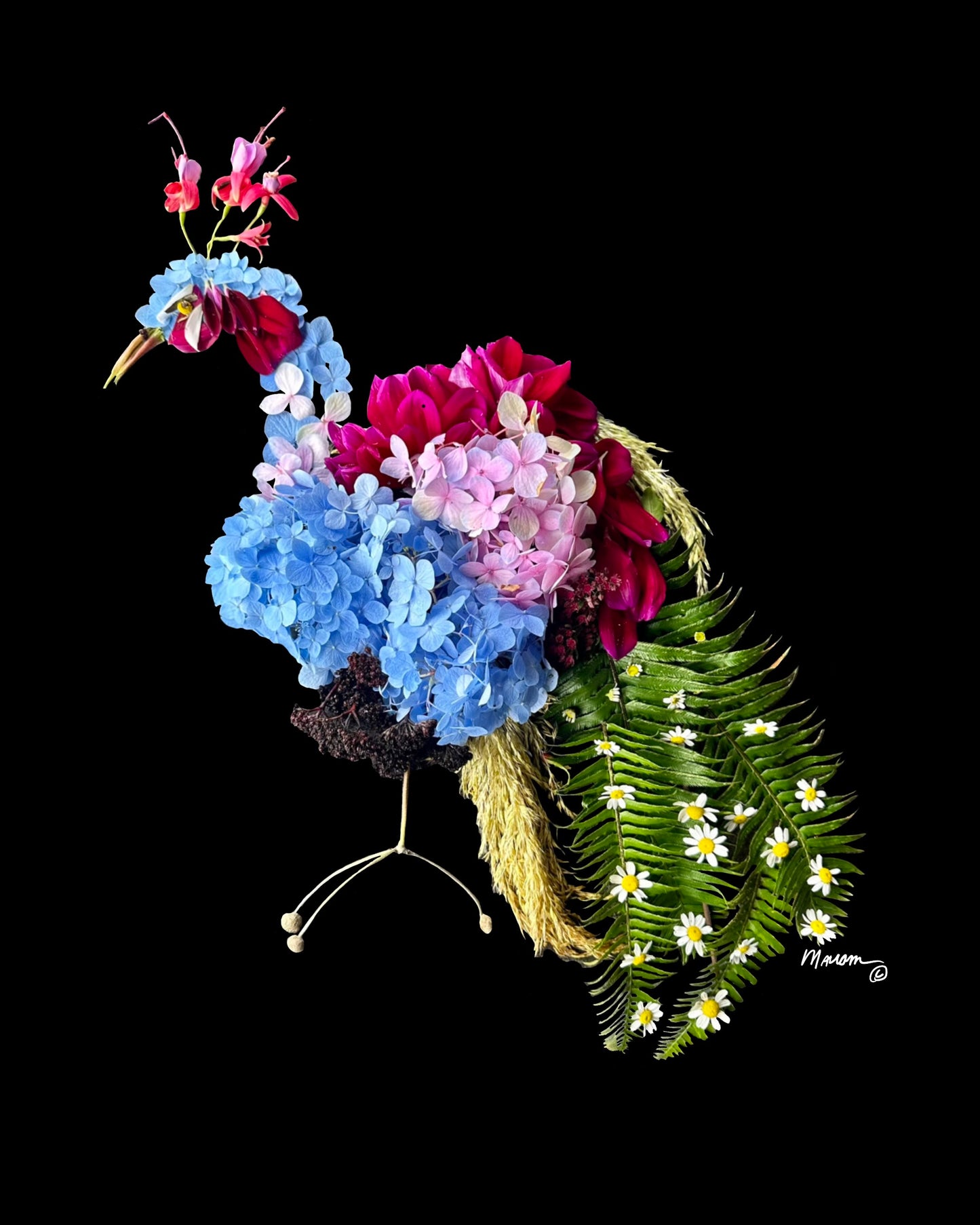 Peacock