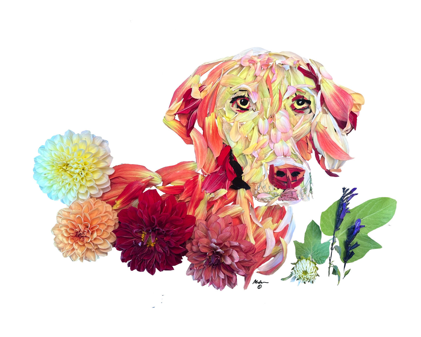 Vizsla